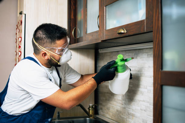 Best Flea Control Services  in Northport, AL