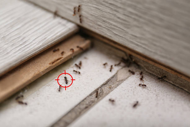 Professional Pest Control in Northport, AL
