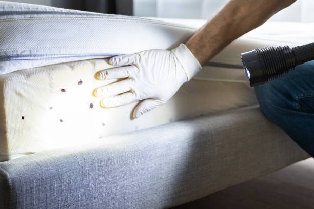 Best Residential Pest Control  in Northport, AL